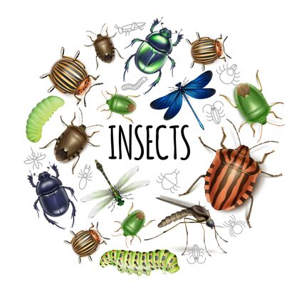 昆蟲現實昆蟲圓概念與毛蟲蜻蜓蚊蟲甲蟲科羅拉多馬鈴薯和糞甲蟲隔離圣甲蟲土豆毛毛蟲