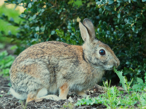 自然公园里一只可爱兔子的选择性聚焦镜头草花园毛茸茸的