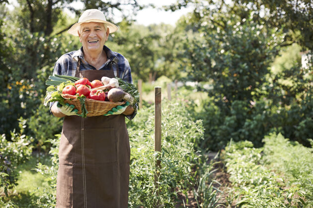 篮子一个拿着一箱蔬菜在地里干活的老人有机农场西红柿