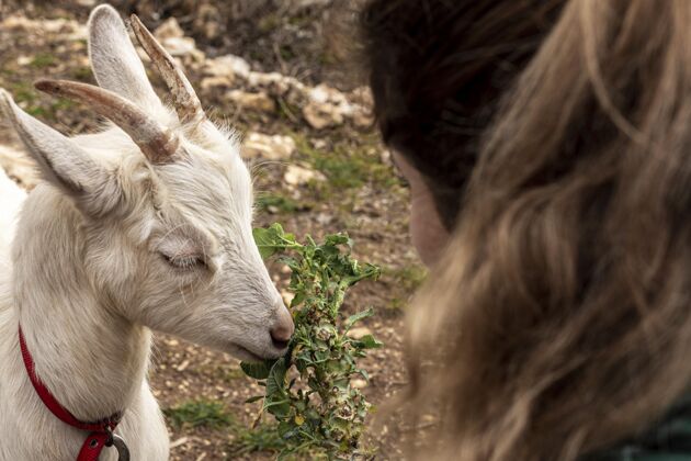 农场动物特写镜头女人和可爱的山羊生活方式户外乡村