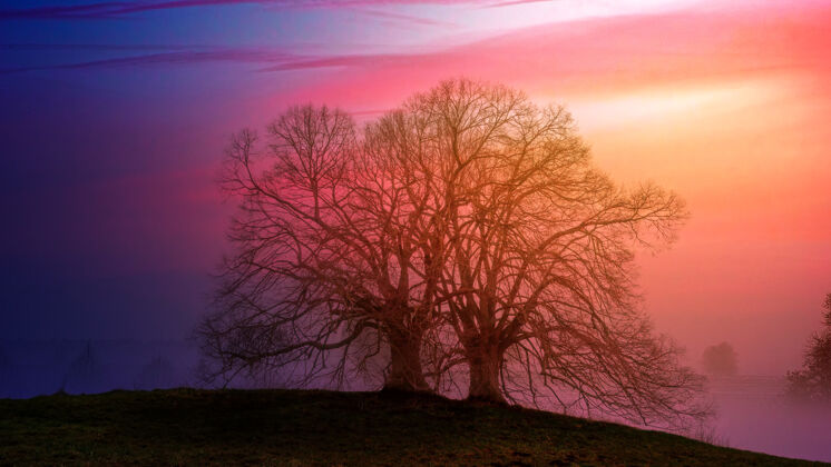 树藏树粉红色的天空雾日落