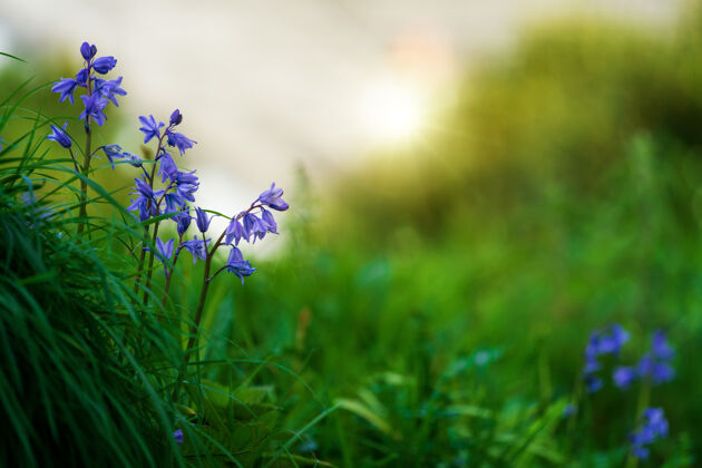 鸢尾花草地上开着紫色花的植物花瓣阳光植物