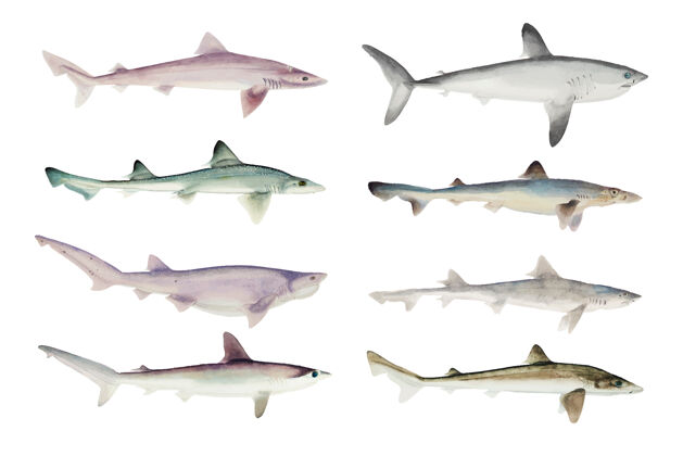 攻击手绘鲨鱼系列鳍动物海洋