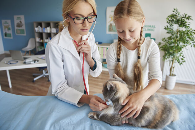 女孩医生正在检查猫的脉搏体检动物医院测试