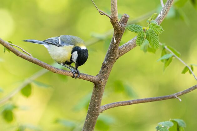 野生特写镜头的黑冠山雀在树枝上与绿色动物树公园