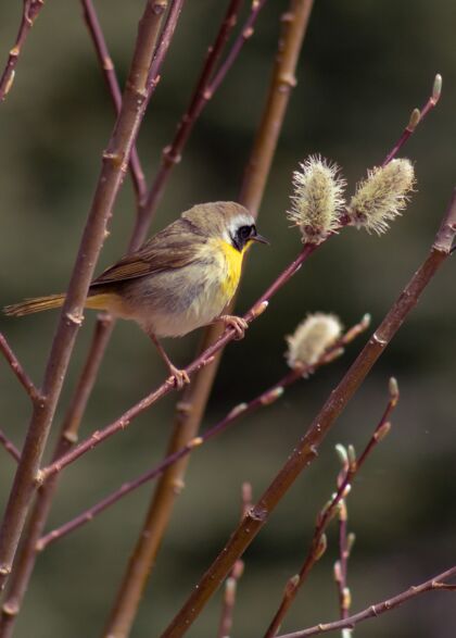 坐着垂直选择性聚焦拍摄栖息在树枝上的普通黄喉莺翅膀栖息地垂直