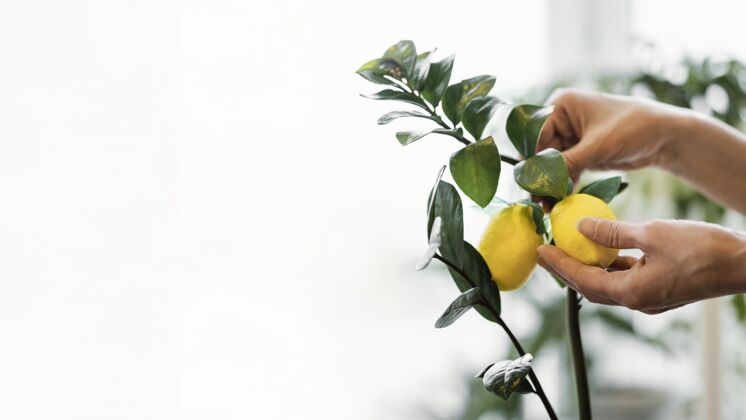 家庭侧视图的妇女培育柠檬室内复制空间柠檬女人花卉