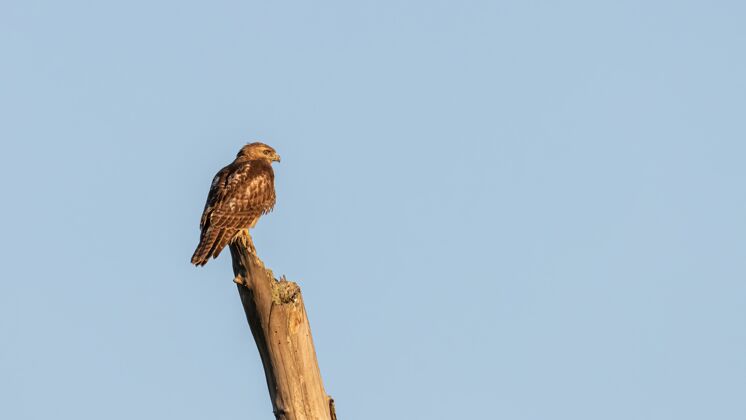 木头在蓝天背景上 一只秃鹰栖息在圆木上的特写镜头栖息鸟户外