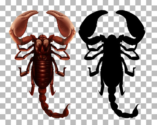生活透明背景上的蝎子科学小动物