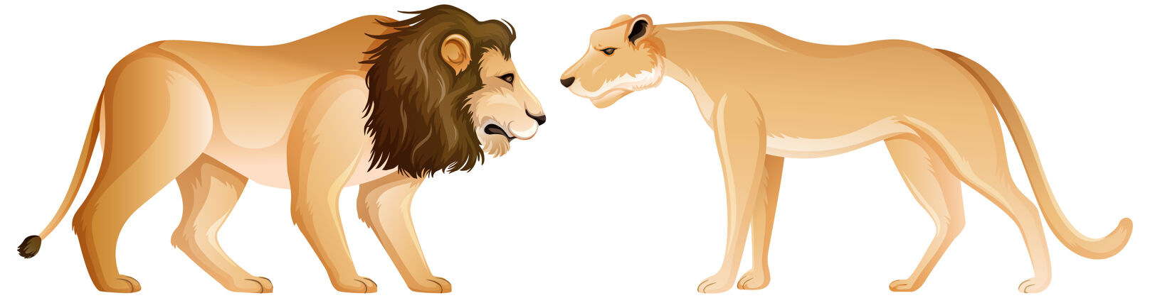 男性狮子和母狮站在白色背景上动物园狮子人