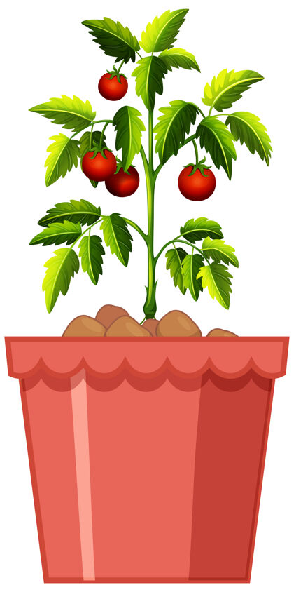 风景西红柿植株在红色的花盆上隔离在白色的背景上健康有机茎
