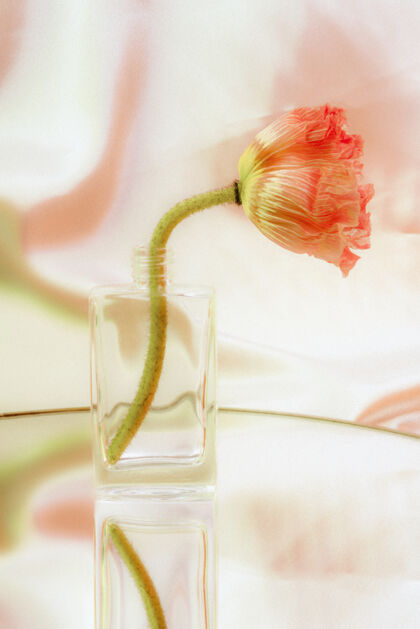 花卉透明玻璃花瓶里的粉红色罂粟花织物瓶子开花