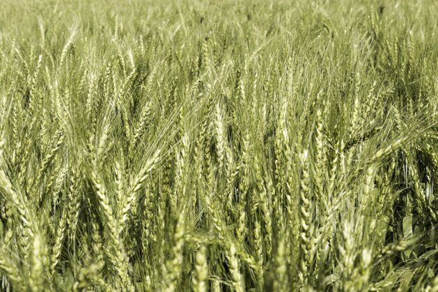 小麦麦田正视图创意组成生物