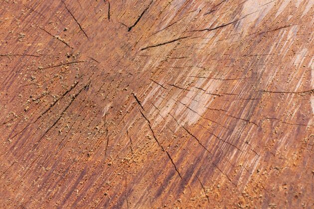 有机木材纹理顶视图材料创意木材