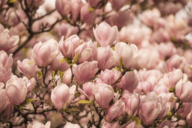 易碎阳光下满地鲜花的木兰树特写春天粉色树