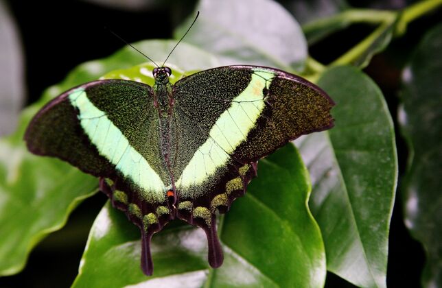 环境美瑙岛草地上一只绿色燕尾蝶的选择性聚焦镜头绿色昆虫自然