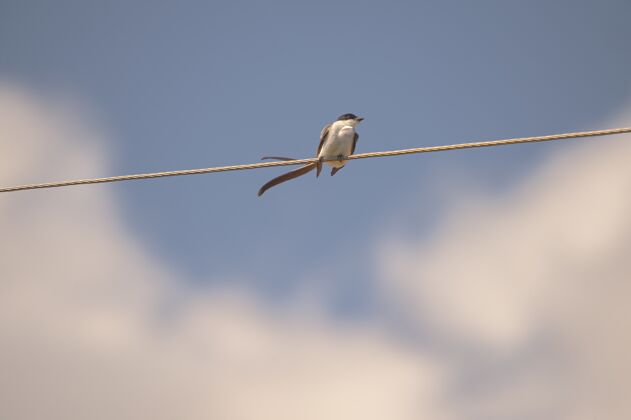 动物一只小鸟坐在绳子上的特写镜头绳动物羽毛