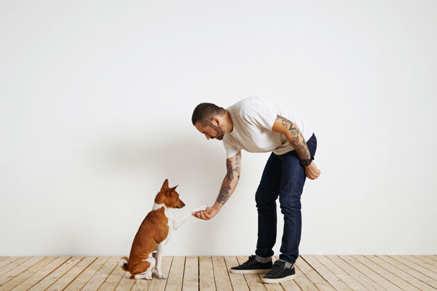 工作一位身穿纯白t恤和深蓝色牛仔裤的狗主人正弯腰在白色墙壁和浅色木地板上摇着他可爱的basenji狗的爪子宠物Basenji狗