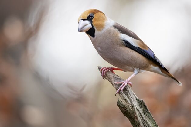 鸟一只雄性山雀坐在树枝上的特写镜头棕色五颜六色树枝