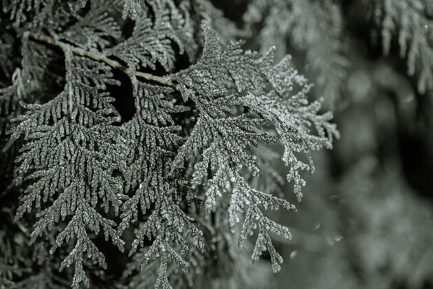 大自然冰冻的树枝在霜冻的清晨被吃掉了水晶树枝冬天