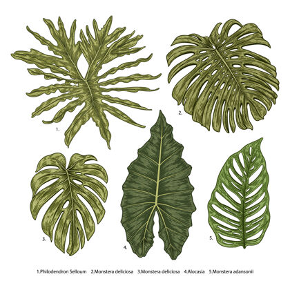 热带复古矢量植物插图自然植物学趋势