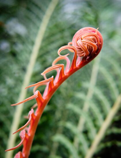 生长红色卷曲植物特写户外自然植物