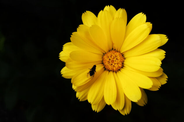 细节黄色雏菊上的苍蝇俯视图顶部精致花