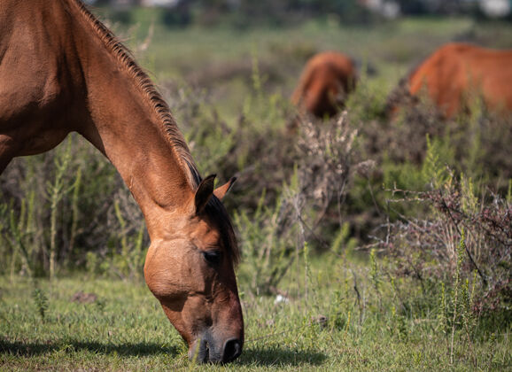 野生红马吃草自然红色绿色