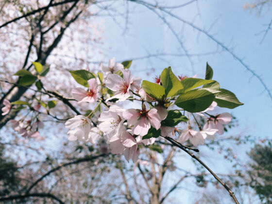 花特写镜头盛开的樱花在绿色樱花季节开花