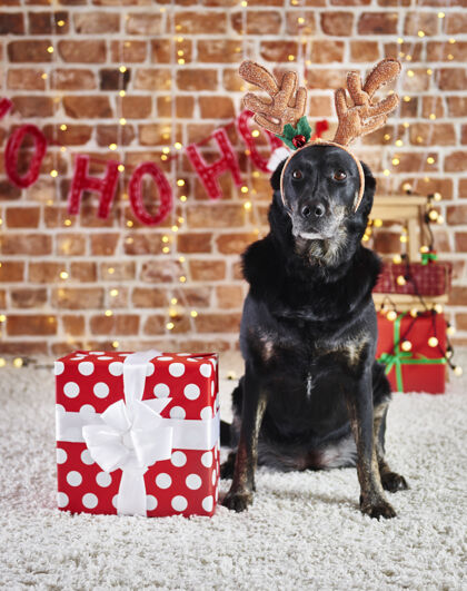 悲伤带驯鹿鹿角的悲伤的狗的肖像和圣诞礼物圣诞灯宠物起来