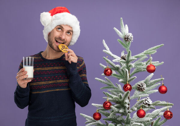 咬快乐的白人年轻人戴着圣诞帽站在装饰好的圣诞树旁 手里拿着一杯牛奶和饼干 抬头望着紫色墙上孤立的咬饼干靠近牛奶饼干