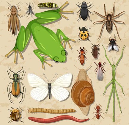 自然木头表面上有一组不同的昆虫和两栖动物苍蝇动物蠕虫