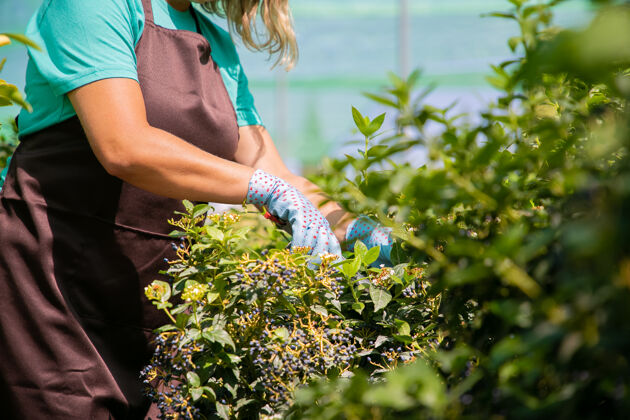 萌芽女花匠在温室里用修剪机修剪灌木女花匠在花园里工作 在花盆里种植植物修剪过的照片园艺工作的概念花卉切割企业家