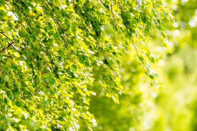 叶子春天的白桦绿叶-墙纸概念树枝早晨柔软焦点