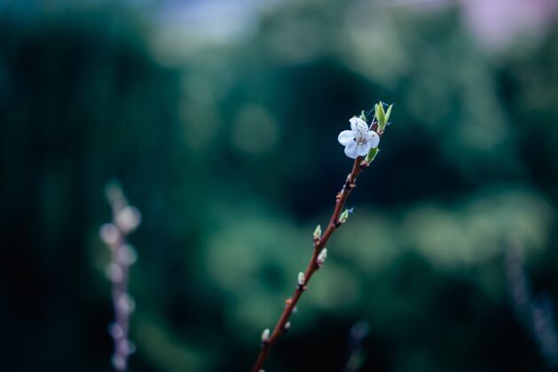 季节特写镜头 一棵开着白花的树枝花开花植物学