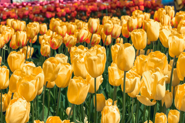 春天郁金香领域在基恩霍夫花园 利斯 荷兰公园开花花卉