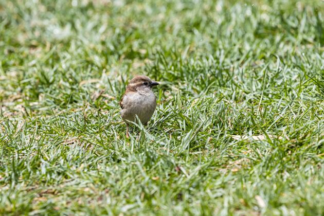 翅膀选择性聚焦拍摄一只美丽的小麻雀坐在草地上野生动物棕色乡村