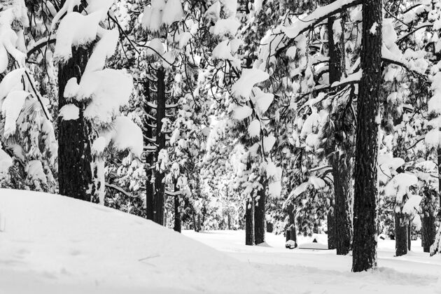 霜冻阳光下被白雪覆盖的树木环绕的森林景观乡村冬天松树