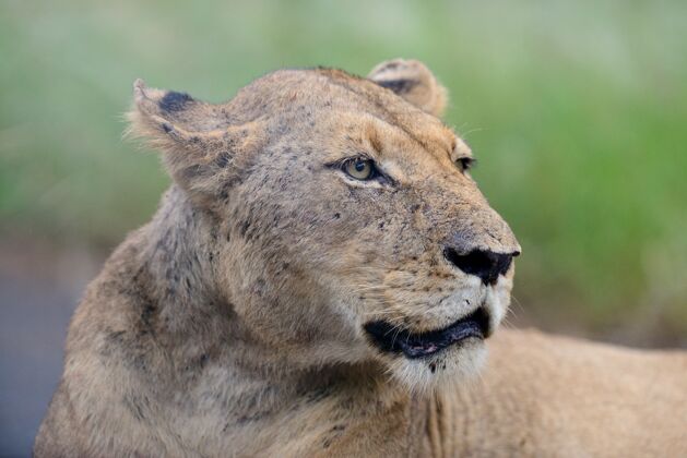 休息非洲丛林中一只雄狮在路上的特写镜头非洲狮子哺乳动物