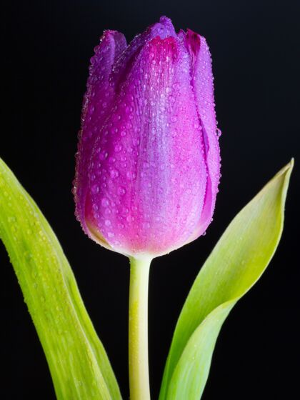 植物垂直特写镜头一个粉红色郁金香在黑色的湿芽叶开花生长