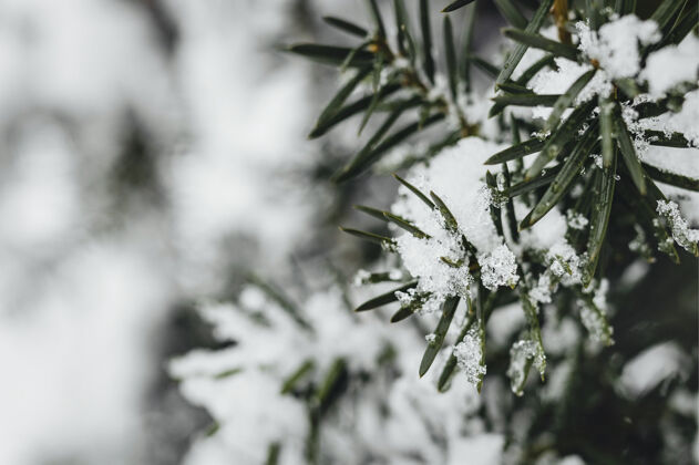 雪云杉被雪覆盖的特写镜头霜冻树枝生态