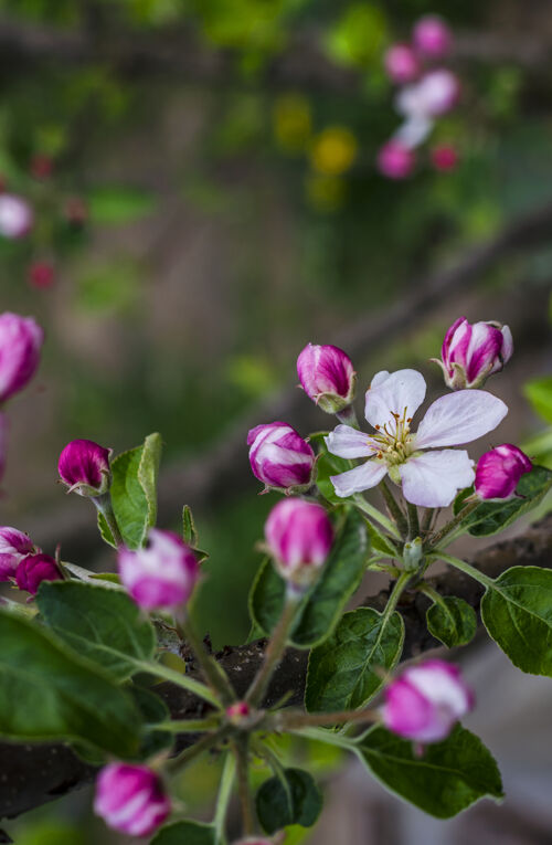 植物学春天 苹果树的枝头开花了美丽园艺细节