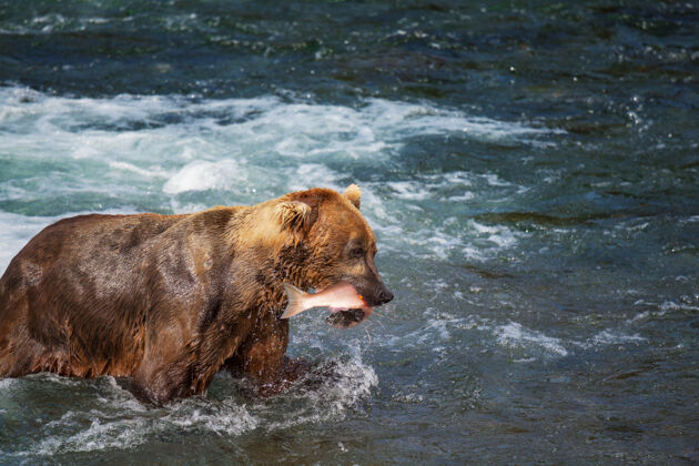 熊一只灰熊在布鲁克斯瀑布捕食鲑鱼海岸棕色灰熊在阿拉斯加卡迈国家公园捕鱼夏季自然野生动物主题河流毛茸茸的力量