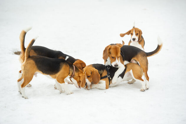 降雪冬季户外 比格犬品种的狗在雪地里玩耍肖像小狗小猎犬