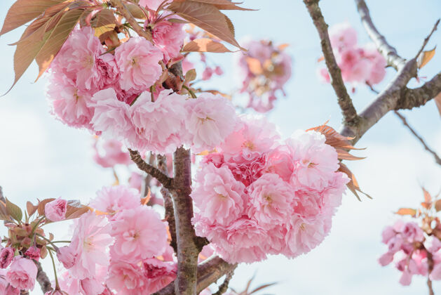 茎在蓝天的背景下 用盛开的粉红色樱花或樱花的花蕾来关闭正在开花的树枝 水平的户外图片壁纸果园细节季节