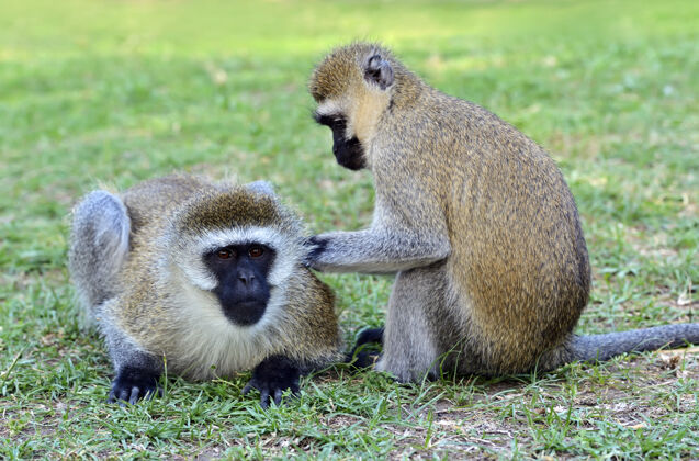 哺乳动物南非的一个自然保护区里有一只长尾猴野生动物猿危险动物