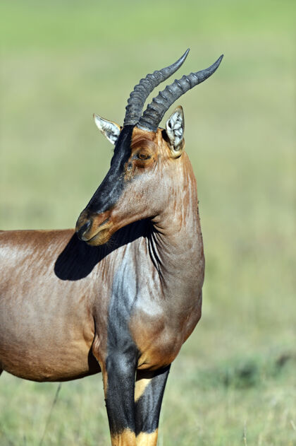 野生动物马赛马拉国家公园的羚羊肯尼亚非洲大草原栖息地哺乳动物