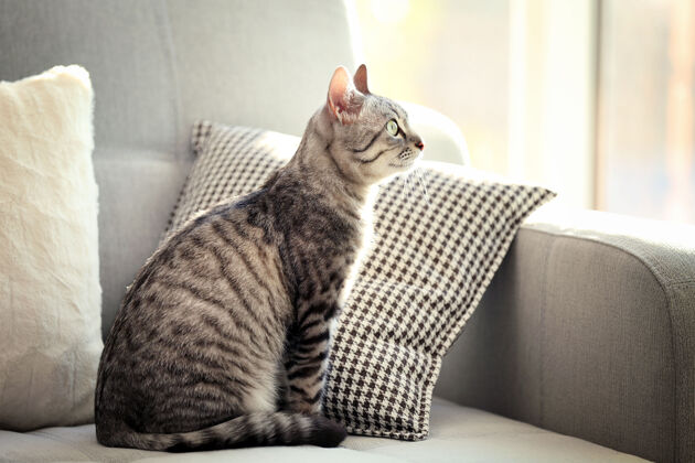 可爱沙发上漂亮的猫特写可爱姿势胡须