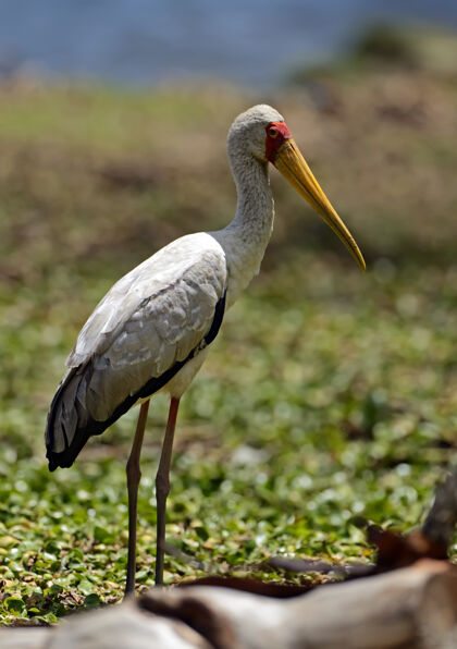 动物群自然栖息地的黄嘴鹳肯尼亚鸟野生动物羽毛