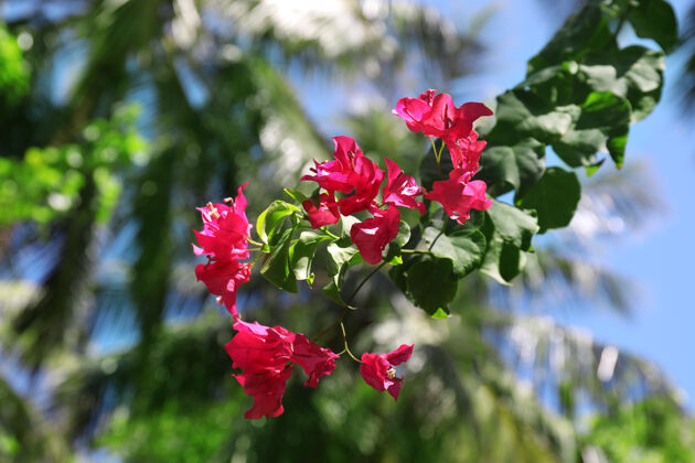 开花在阳光明媚的日子 美丽的热带花朵在户外绽放花瓣异国情调阳光